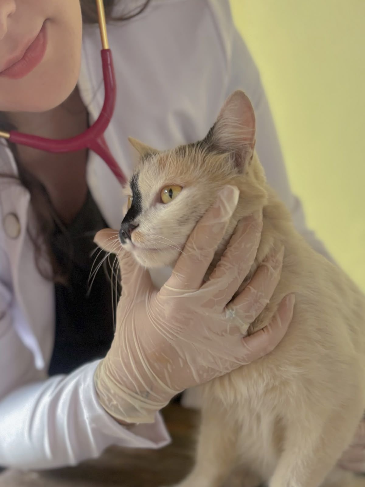 Atendimento veterinário domiciliar Meu Cristal
